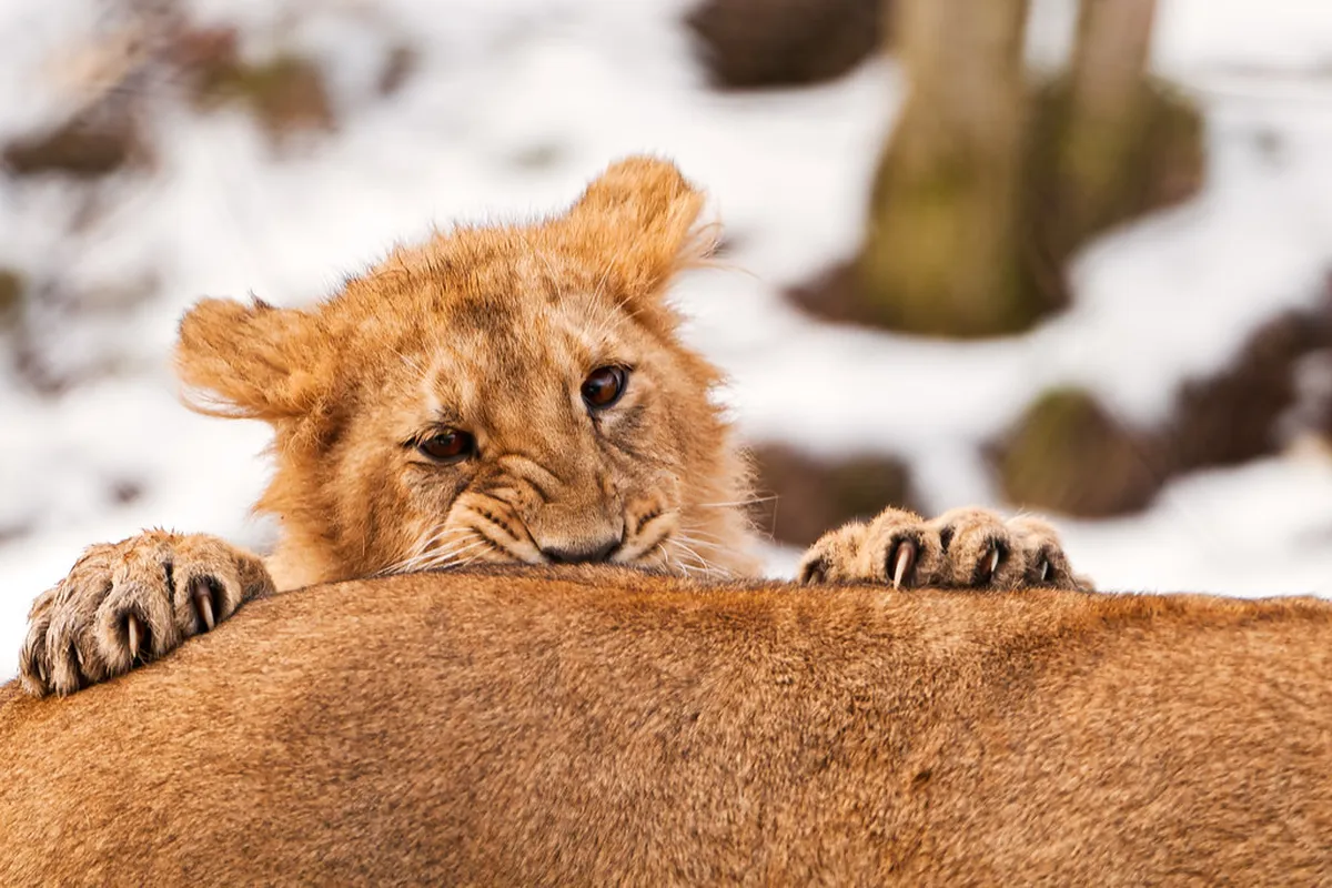 Attacking cub