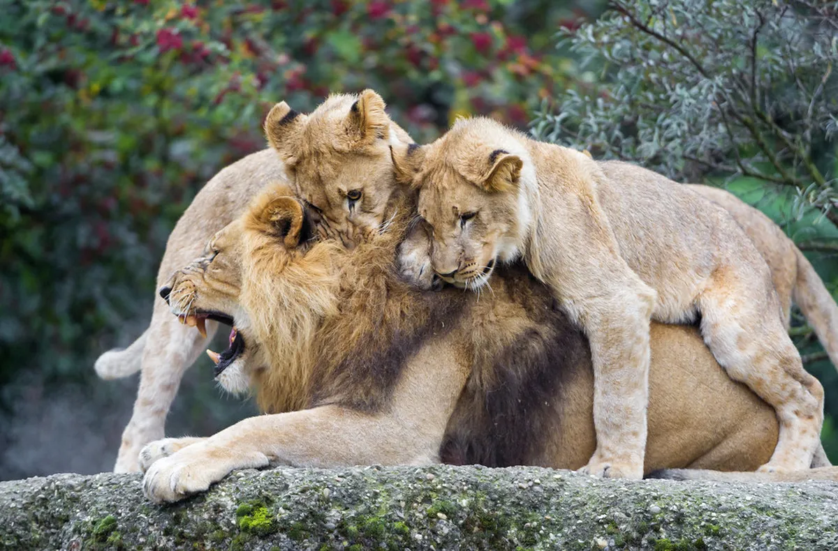 Attacking dad!