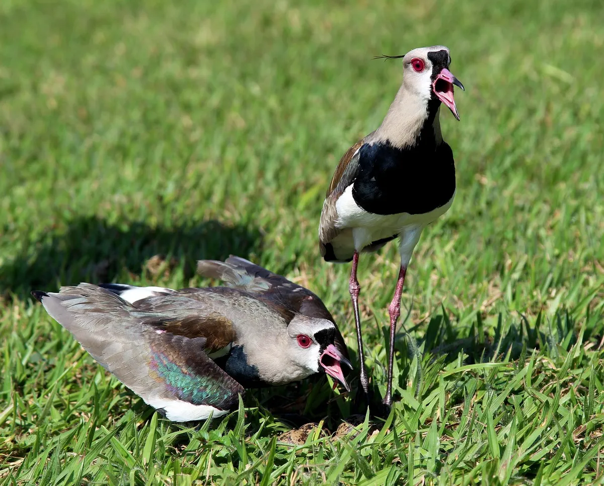 birds, nature, want-want, nest, wild, angry, flying, brazilian